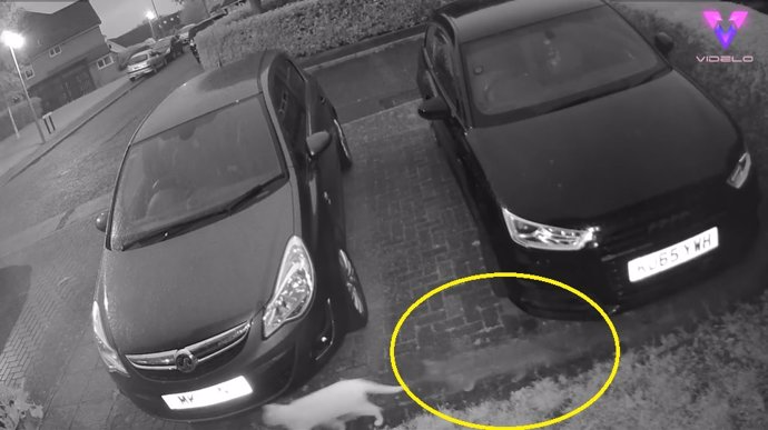 Una cámara de seguridad filma al fantasma de un gato persiguiendo a su amigo felino