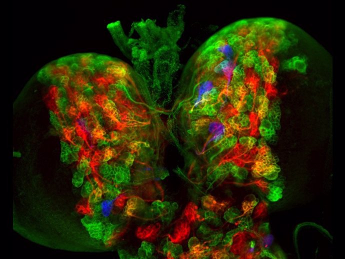 Imagen de fluorescencia de un cerebro de mosca marcado con CLADES. Cada familia de neuronas se marca con distintos colores