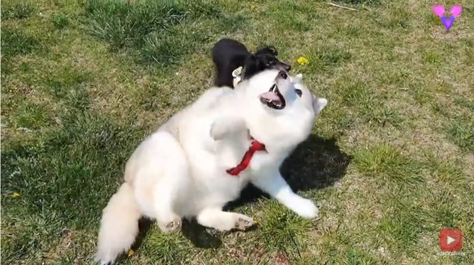 El dueño de este perro consigue que su Husky pierda peso usando flores