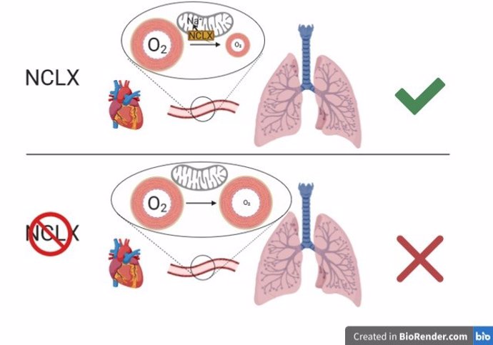 La Figura Ilustra El Papel Del Intercambiador De Sodio Por Calcio Mitocondrial (NCLX) En La Adaptación Temprana A Bajas Concentraciones De Oxígeno O Hipoxia Mediante La Introducción De Sodio Dentro De La Mitocondria