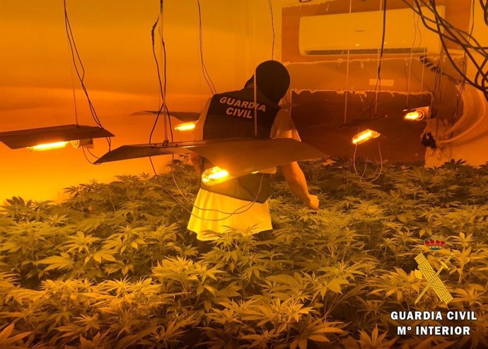 Desmantelado un cultivo de más de 3.000 plantas de marihuana en un bloque de viviendas de Roquetas (Almería)