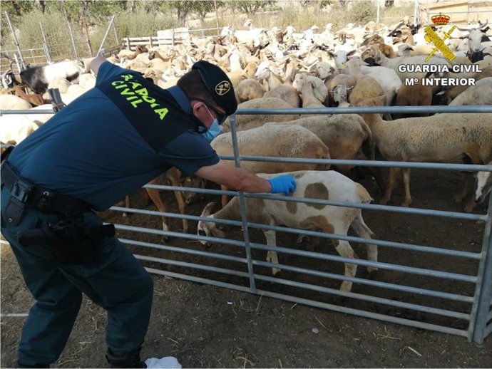Corderos inmovilizados en Alicante.