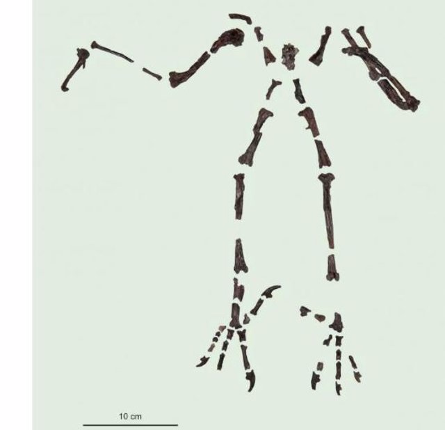 El esqueleto de Primoptynx poliotaurus