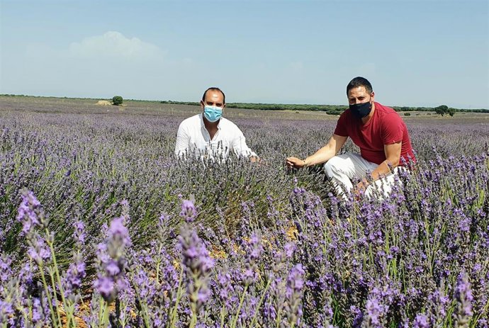 El presidente de las Cortes, Pablo Bellido, en los campos de lavanda de Brihuega.