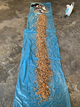 MAR Y SOMBRA RECOGE UNAS 11.550 COLILLAS EN UNA MAÑANA EN LA PLAYA DEL CABAÑAL