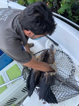 Uno de los buitres rescatados.