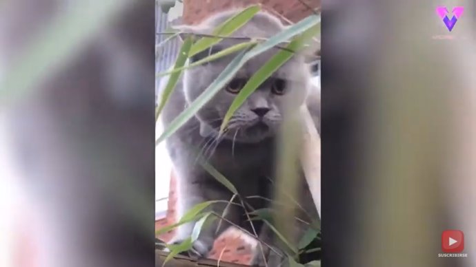 Un gato se escapa de casa, se queda atrapado en una valla, y comienza a emitir extraños sonidos