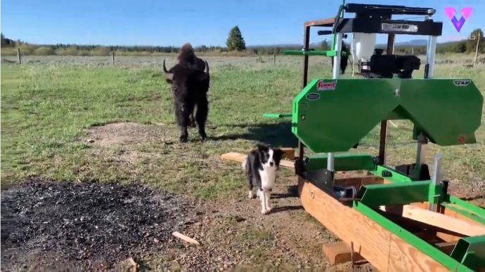Este perro reacciona de manera hilarante a la presencia de un búfalo