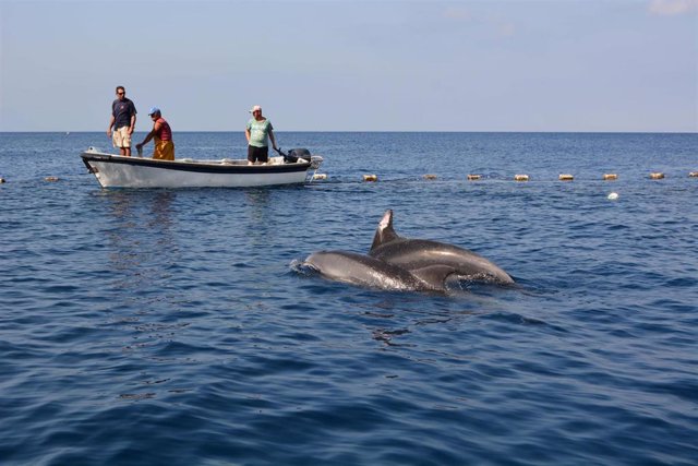 Liberados dos delfines mulares de la almadraba de La Azohía, Cartagena