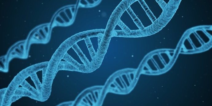 Una nueva investigación detalla el funcionamiento interno del genoma humano y de
