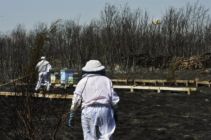 Apicultores revisan y riegan sus colmenas junto a una zona quemada por el incendio de Cualedro (Ourense) que sigue sin control desde su inicio el miércoles y que se ha convertido ya en el peor del año, arrasando 1.000 hectáreas, en Cualedro, Ourense, Ga