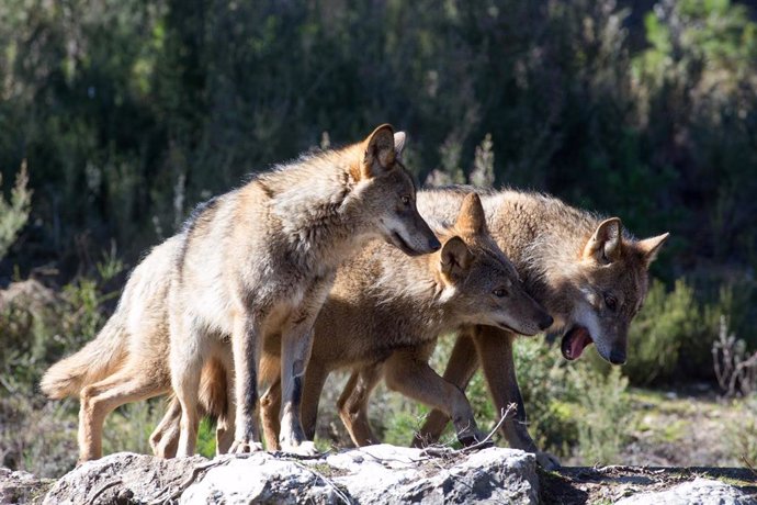 Varios lobos ibéricos del Centro del Lobo Ibérico en localidad de Robledo de Sanabria, en plena Sierra de la Culebra (lugar de mayor concentración de este cánido en el Sur de Europa).