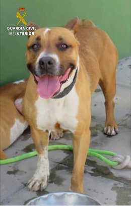 Can robado de la perrera municipal de Tinajo