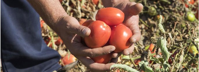 UPA-UCE alerta de que el intenso calor reducirá la producción de tomate en el in