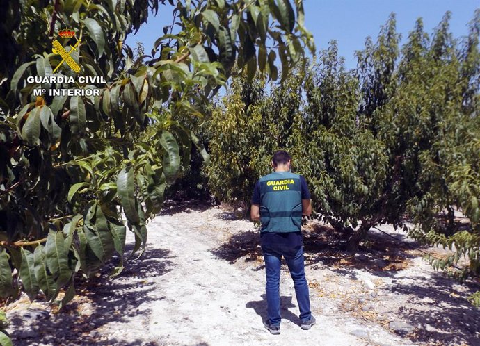 Sucesos.- La Guardia Civil esclarece una decena de estafas a agricultores de la 