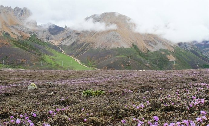 Descubren en China la flora alpina más antigua de la Tierra