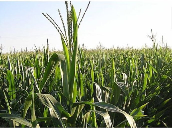 Cooperativas Agro-alimentarias Extremadura prevé una cosecha de cereales que sup