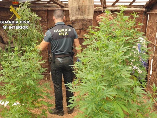Imagen de recurso de un guardia civil durante una intervención en una plantación de marihuana.