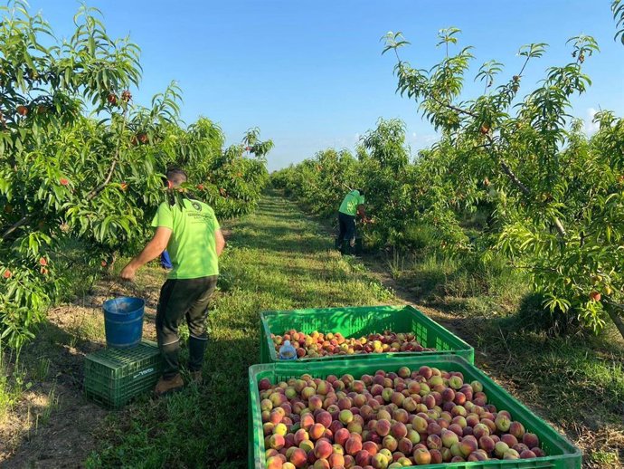 Fruta, productos del campo