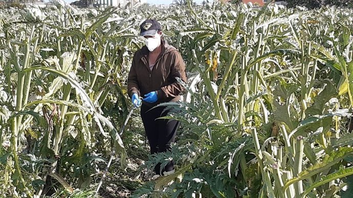Agricultora en Elche
