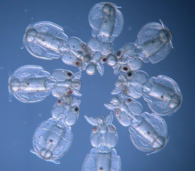 Estos embriones de calamar Doryteuthis pealeii fueron inyectados con CRISPR-Cas9 en diferentes momentos antes de la primera división celular, lo que resultó en embriones de mosaico con diferentes características.