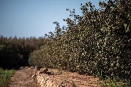 Agro.- La Generalitat pone en marcha la Oficina Técnica de la Avellana para dina