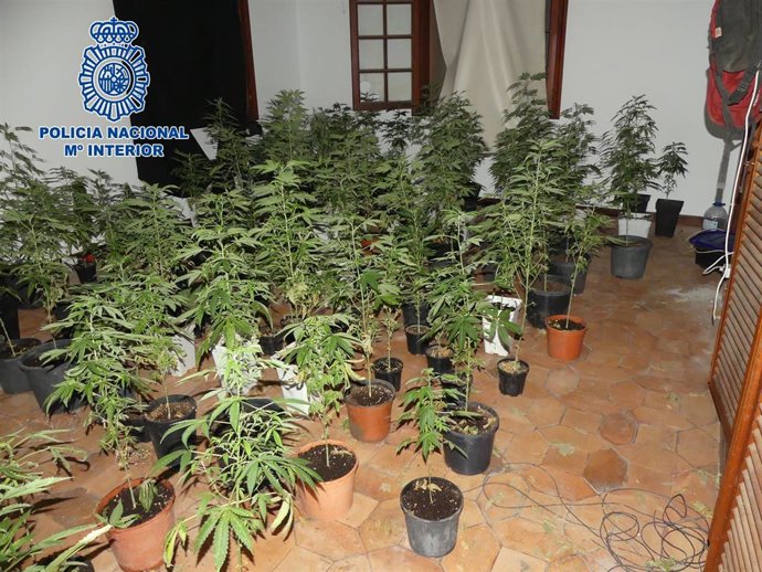 Planta de marihuana