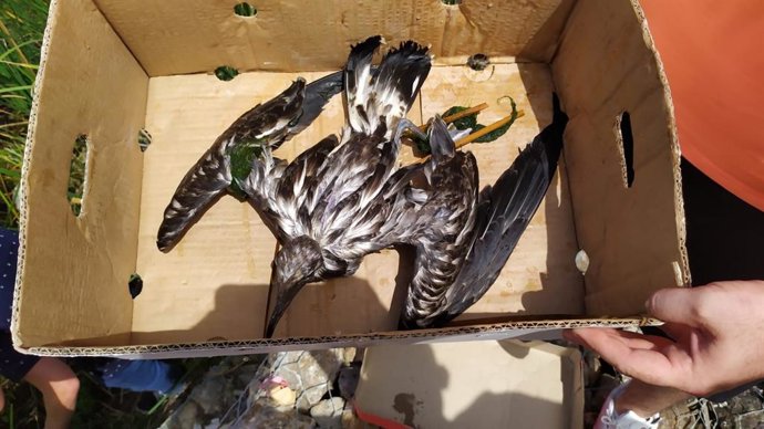 El equipo de Salvamento y Socorrismo y la Policía Local de Alboraia (Valencia) salvan a un polluelo de gaviota de Audouin en el barranco del Carraixet