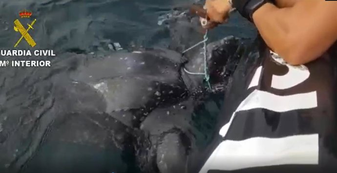 Huelva.- Sucesos.- Rescatan a una tortuga laúd atrapada en un arte de pesca por 