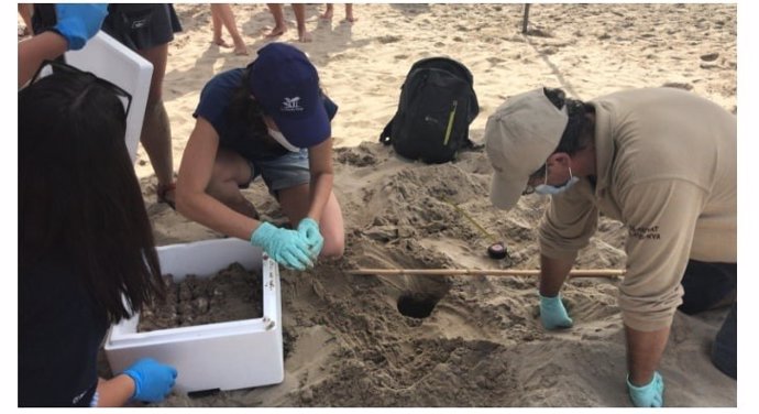 Personal técnico de la Generalitat junto a los nidos de tortuga boba hallados este julio en la playa de Vila-seca (Tarragona)