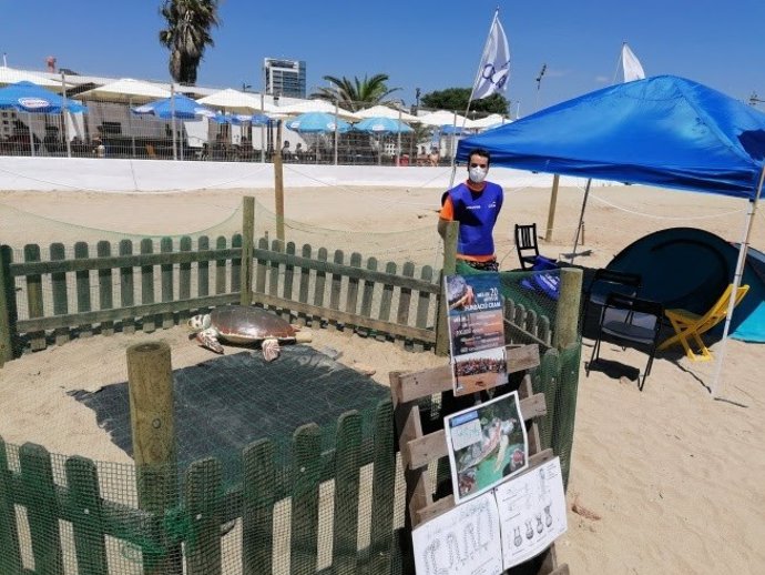 El Ayuntamiento de Barcelona busca voluntarios para proteger un nido con 60 huevos de tortuga boba