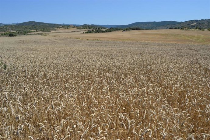 Mondelez recoge 27.000 toneladas de trigo en la cosecha de este año con su proyecto sostenible 'Compromiso Harmony'