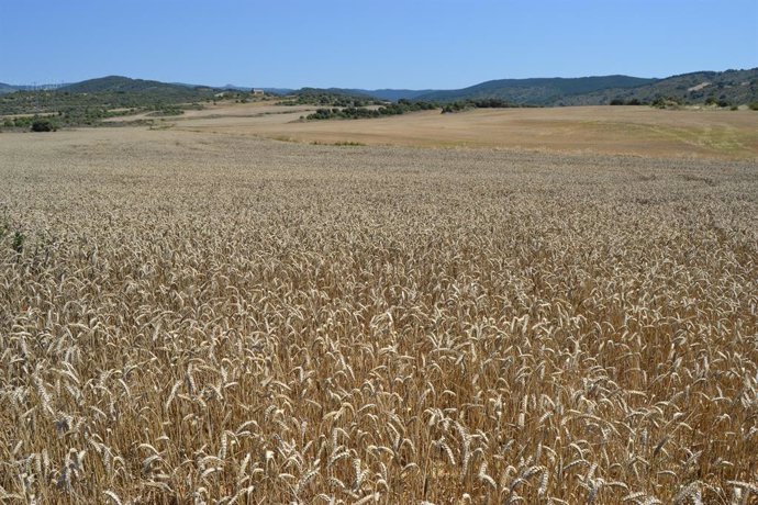 Mondelez recoge 27.000 toneladas de trigo en la cosecha de este año con su proye