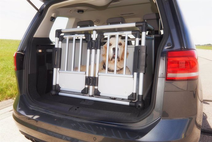 Imagen de un perro en el maletero de un vehículo.
