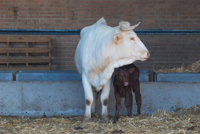 Ganado, ganadería, ternera. 