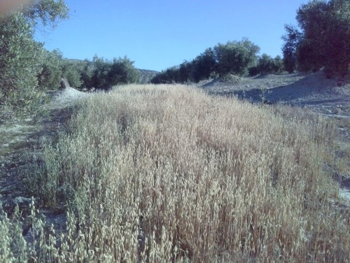 Olivar, foto de archivo