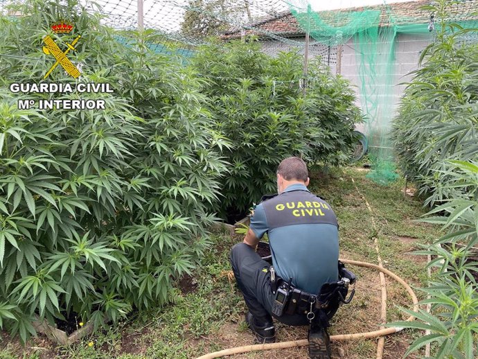 Plantación de marihuana intervenida en Barro (Pontevedra).