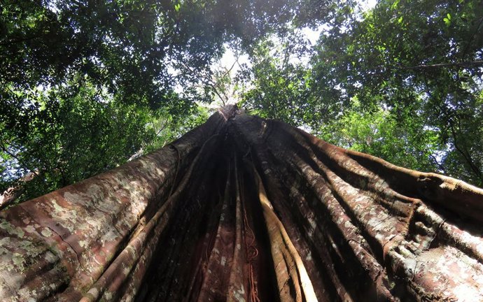 Los árboles pequeños ofrecen esperanza para la supervivencia de las selvas tropi