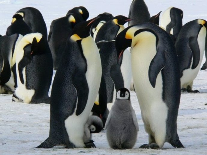 Pingüinos emperador de la Antártida