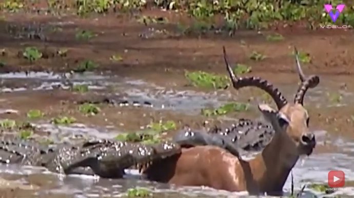 Un impala logra escapar vitorioso de las fauces de dos cocodrilos