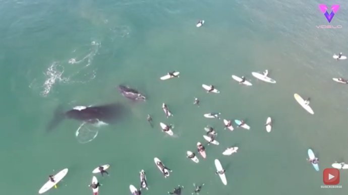 Un drone captura el momento en que una ballena y su cría juegan a escasos centímetros de un grupo de surfistas en Australia