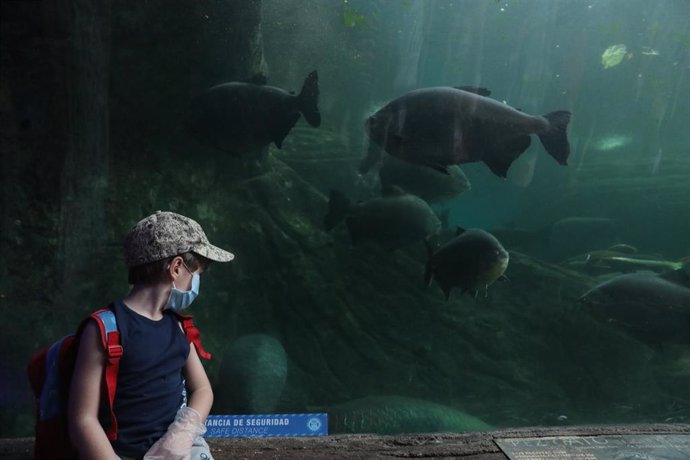 Un niño observa al acuario donde nadan pirañas rojas