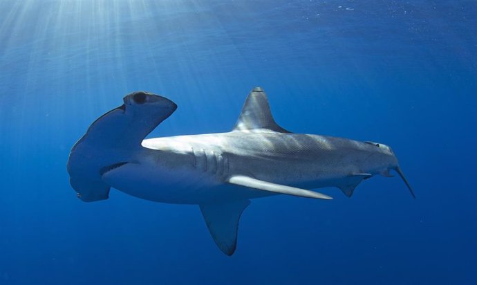 La gama de tiburones martillo lisos se desplazó hacia el norte unos 2.800 kilómetros, más de 1.700 millas, durante una importante ola de calor marino que afectó al noreste del Océano Pacífico de 2013 a 2015