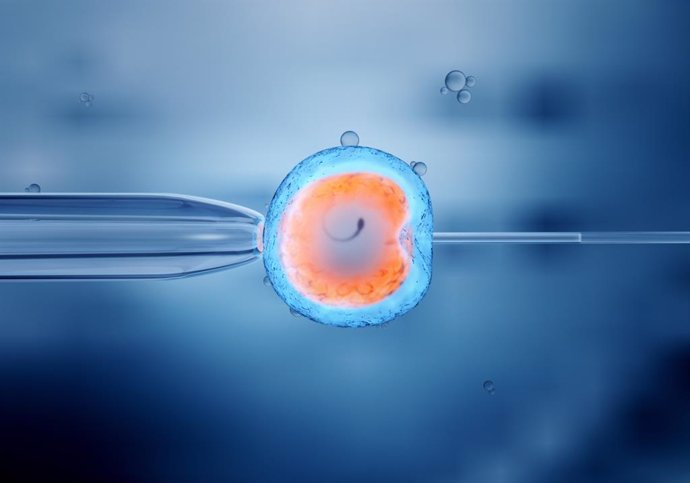 Coronavirus.- Un estudio sugiere que los embriones podrían ser susceptibles al v