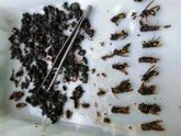 Foto: Alergólogos alertan del incremento de la avispa asiática en la cornisa cantábrica y Galicia
