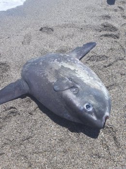 Ejemplar muerto de pez luna en una playa de Roquetas