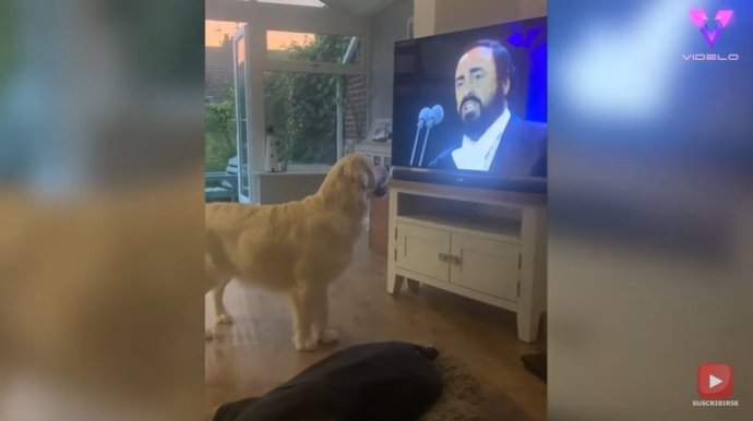 Este perro se pone a aullar cuando escucha óperas de Luciano Pavarotti