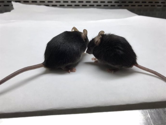 El ratón de la derecha tiene linfocitos T con mitocondria defectuosa, por lo que parece más viejo