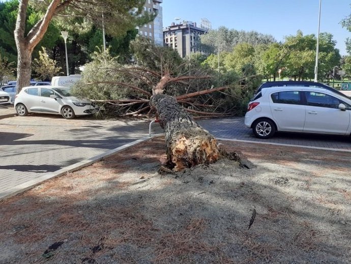 Árbol caido en la zona de estacionamiento junto a la calle La Rioja de Pamplona