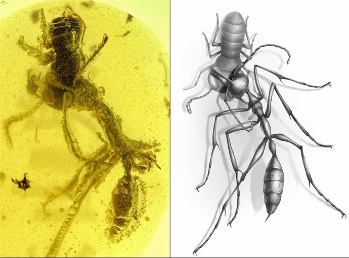 Hormiga 'Ceratomyrmex ellenbergeri' agarrando una ninfa de 'Caputoraptor elegans' (Alienoptera) conservada en ámbar que data de 99 millones de años